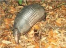 Armadillo